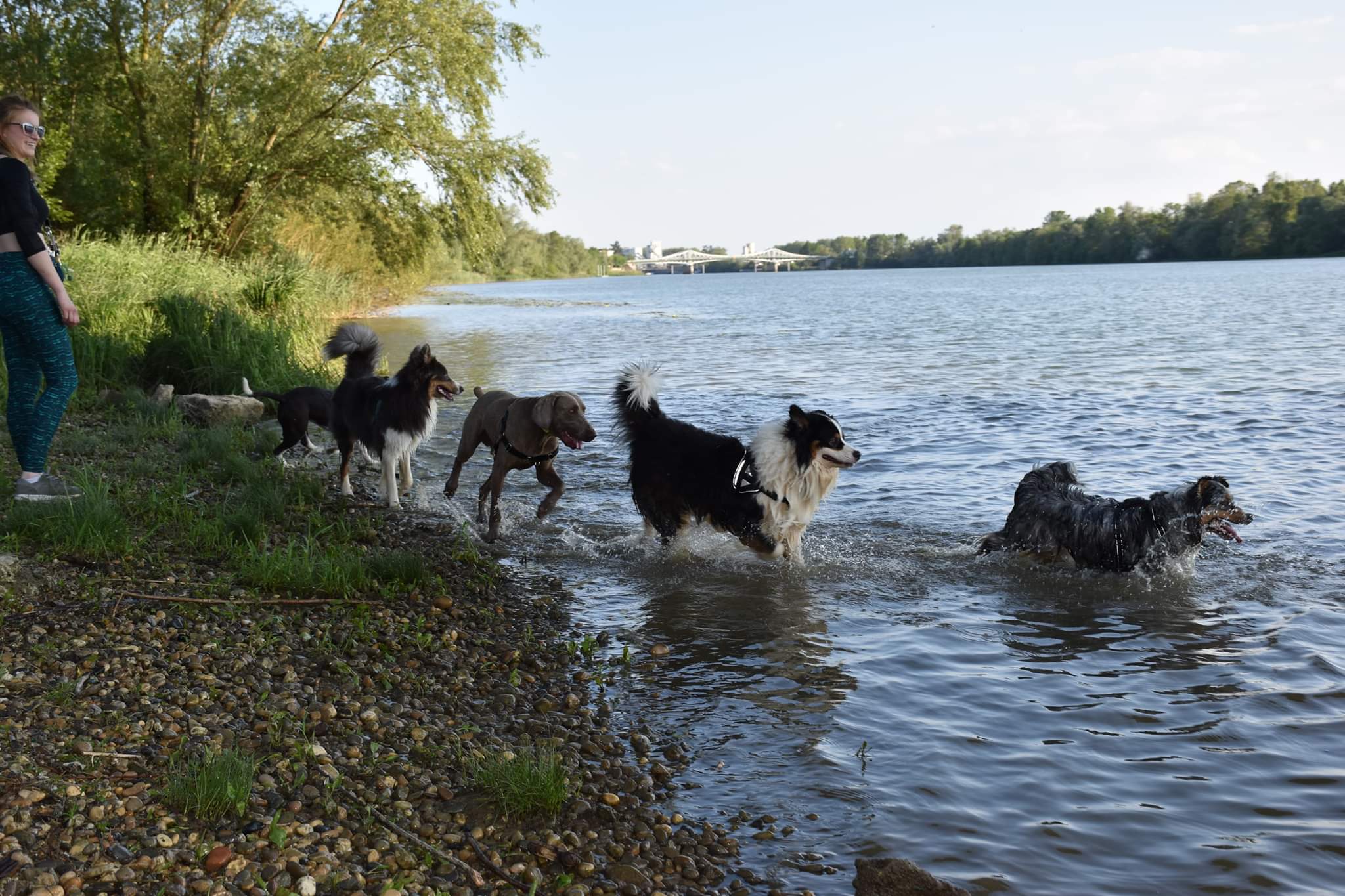 éducation et dressage de chiens Savoie